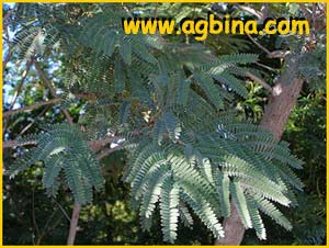   ( Peltophorum africanum )