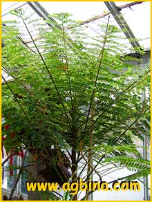   ( Phyllanthus mimosoides )