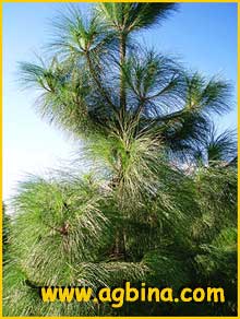     ( Pinus canariensis )