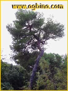   ( Pinus halepensis )