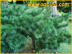      ( Pinus monticola )
