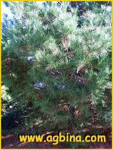    (Pinus radiata)