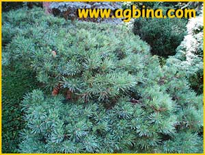   .  ( Pinus sylvestris var. watsoniana )