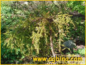   ( Podocarpus alpinus )