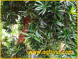   ( Podocarpus latifolius )