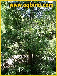   ( Podocarpus neriifolius )