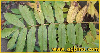   ( Pterocarya pterocarpa / fraxinifolia / caucasica )