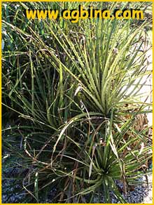    ( Puya chilensis )