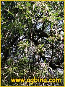   ( yrus elaeagrifolia )