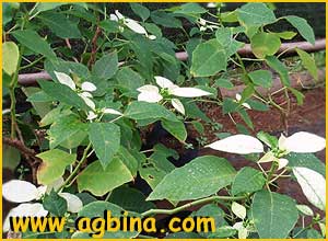   /  ( Euphorbia pulcherrima )