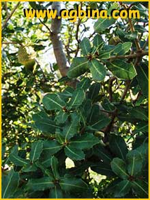   ( Quercus calliprinus )