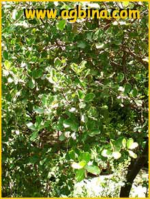   ( Quercus calliprinus )