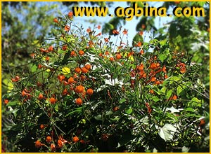   ( Ipomaea  / Quamoclit  x sloteri / coccinea  pennata / vulgaris / cardinalis  )