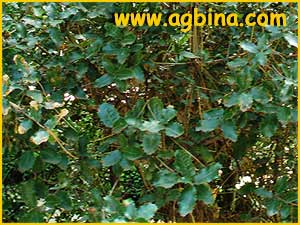   ( Quercus coccifera )