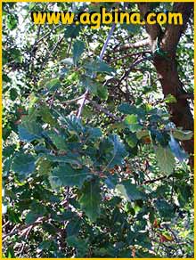   ( Quercus faginea )
