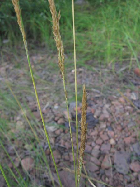   ( Calamagrostis neglecta )