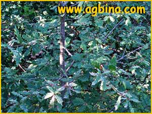  ( Quercus humilis )