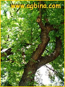    ( Quercus macrocarpa )
