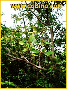   ( Rhamnus glandulosa )
