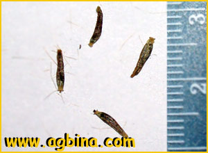  ( Ligularia stenocephala )
