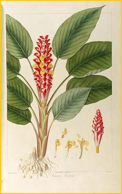 Curcuma sp.  Nathaniel Wallich  Plantae Asiaticae Rariores 1830-1832