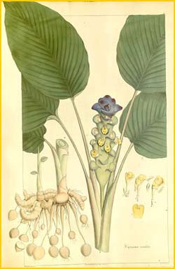   ( Curcuma cordata ) Nathaniel Wallich  Plantae Asiaticae Rariores 1830-1832