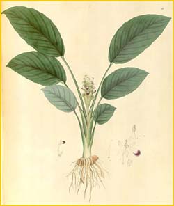   ( Curcuma parviflora ) Nathaniel Wallich  Plantae Asiaticae Rariores 1830-1832