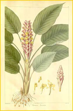  ( Curcuma roscoeana ) Nathaniel Wallich  Plantae Asiaticae Rariores 1830-1832