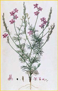   /     (  Delphinium consolida / Consolida regalis / ambigua  ) Flora Graeca 1787 Ferdinand Bauer