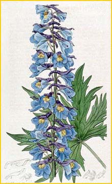    ( Delphinium cuneatum ) The Botanical Register 1818