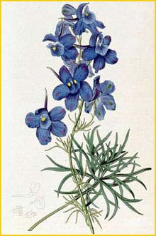   ( Delphinium grandiflorum ) The Botanical Register 1818