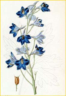    ( Delphinium speciosum ) The Botanical Register 1820