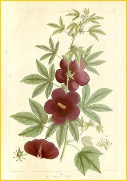   ( Hibiscus Lindlei ) Nathaniel Wallich - Plantae Asiaticae Rariores 1830-1832