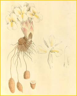   ( Kaempferia candida ) Nathaniel Wallich - Plantae Asiaticae Rariores 1830-1832