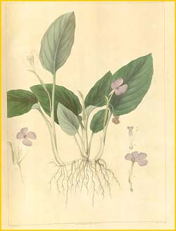   ( Kaempferia elegans ) Nathaniel Wallich - Plantae Asiaticae Rariores 1830-1832