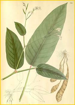   ( Maranta ramosissima ) Nathaniel Wallich - Plantae Asiaticae Rariores 1830-1832