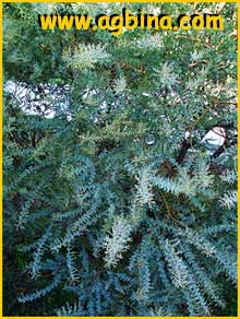     (Acacia cultriformis)
