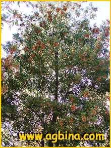    ( Acacia melanoxylon )