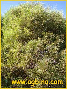    ( Acacia retinodes )