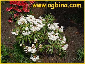  ( Rhododendron hyperythrum )