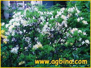    ( Rhododendron mollis )