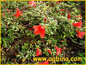   ( Rhododendron nakaharae )