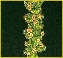  ( Chenopodium californicum )