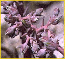    ( Dudleya saxosa ssp. aloides )
