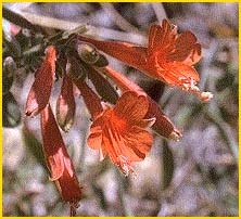    ( Epilobium canum ssp. latifolium )