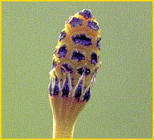   ( Equisetum laevigatum )