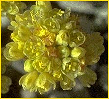 Эриогонум серый ( Eriogonum incanum )