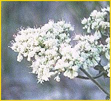Эриогонум  ( Eriogonum microthecum )