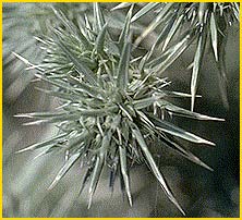   ( Eryngium spinosepalum )