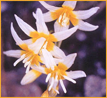    ( rythronium purpurascens )